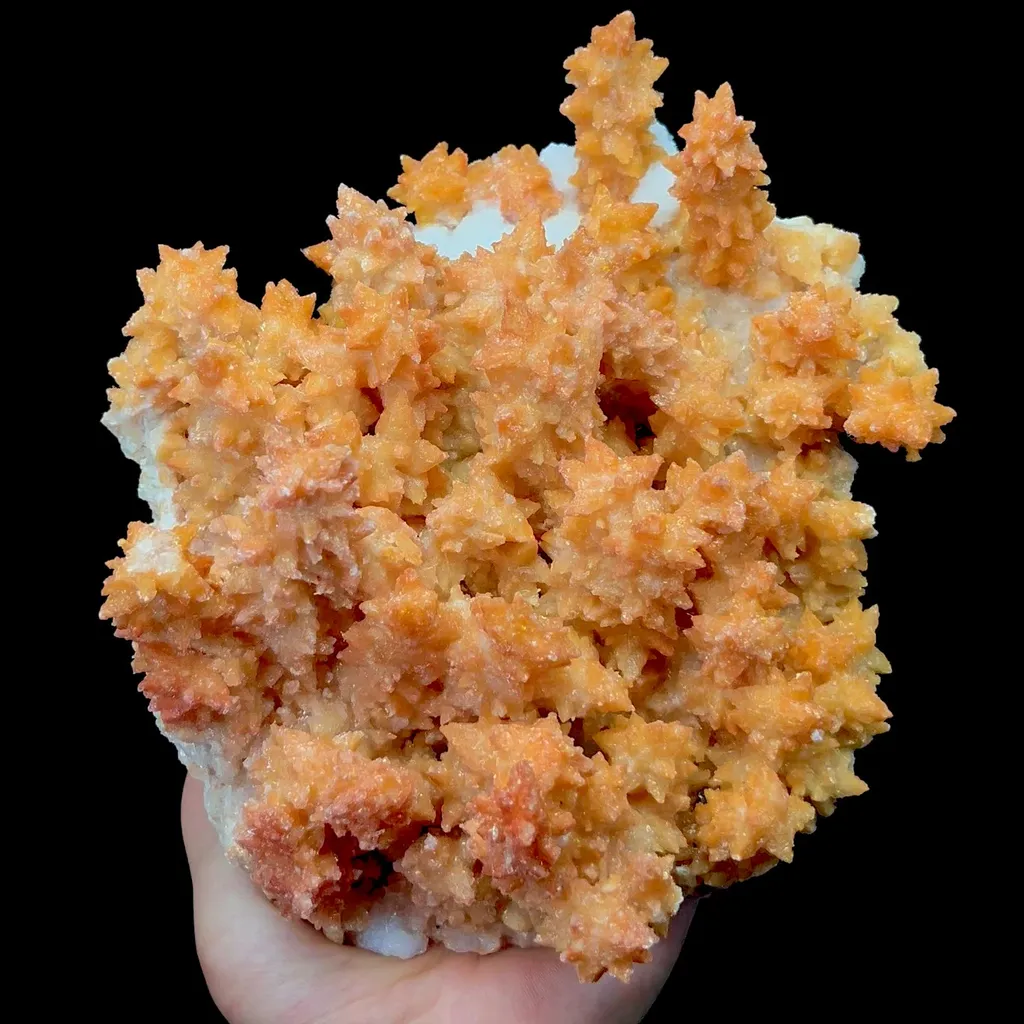 specimen video