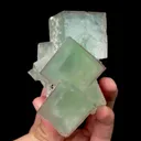 specimen video