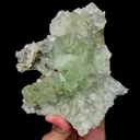 specimen video
