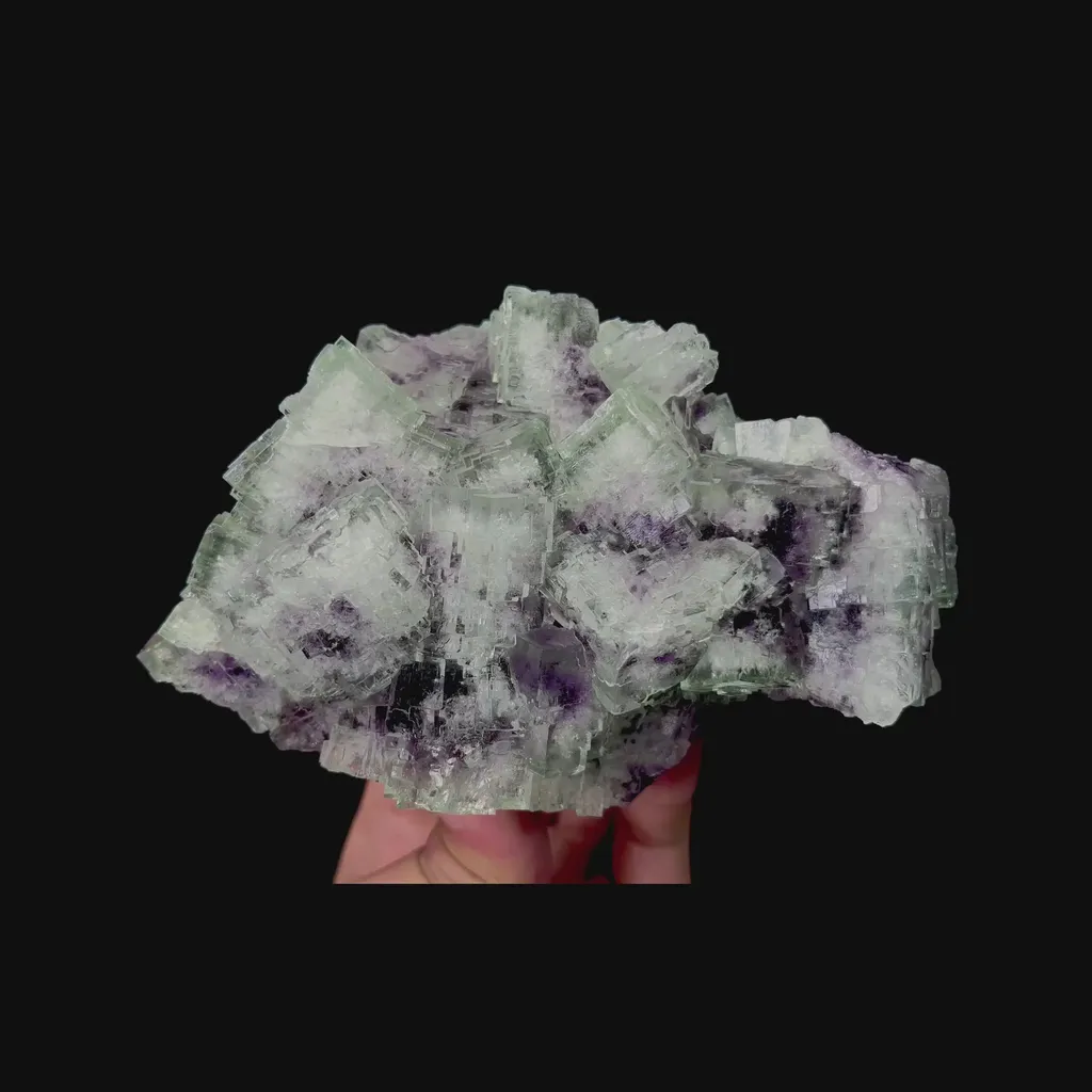specimen video