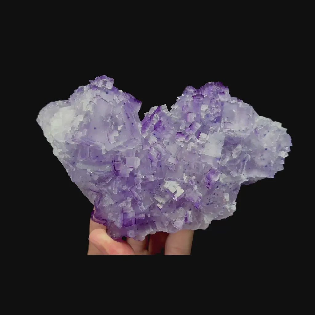 specimen video