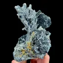 specimen video