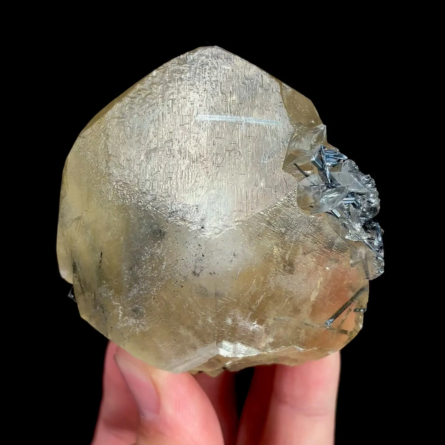 specimen video