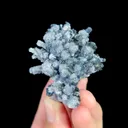 specimen video