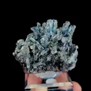 specimen video