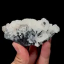 specimen video