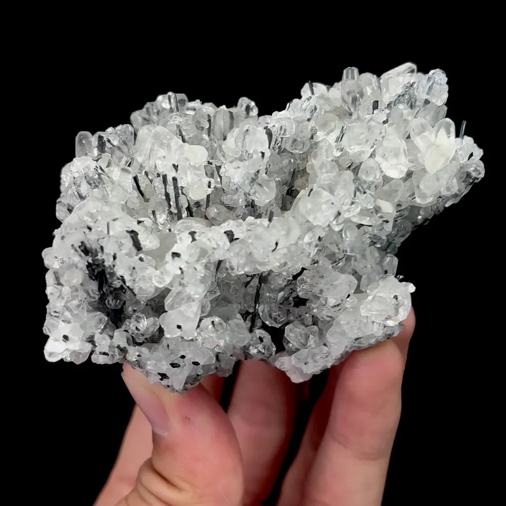 specimen video