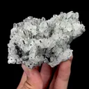specimen video