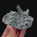 specimen video