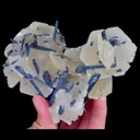 specimen video