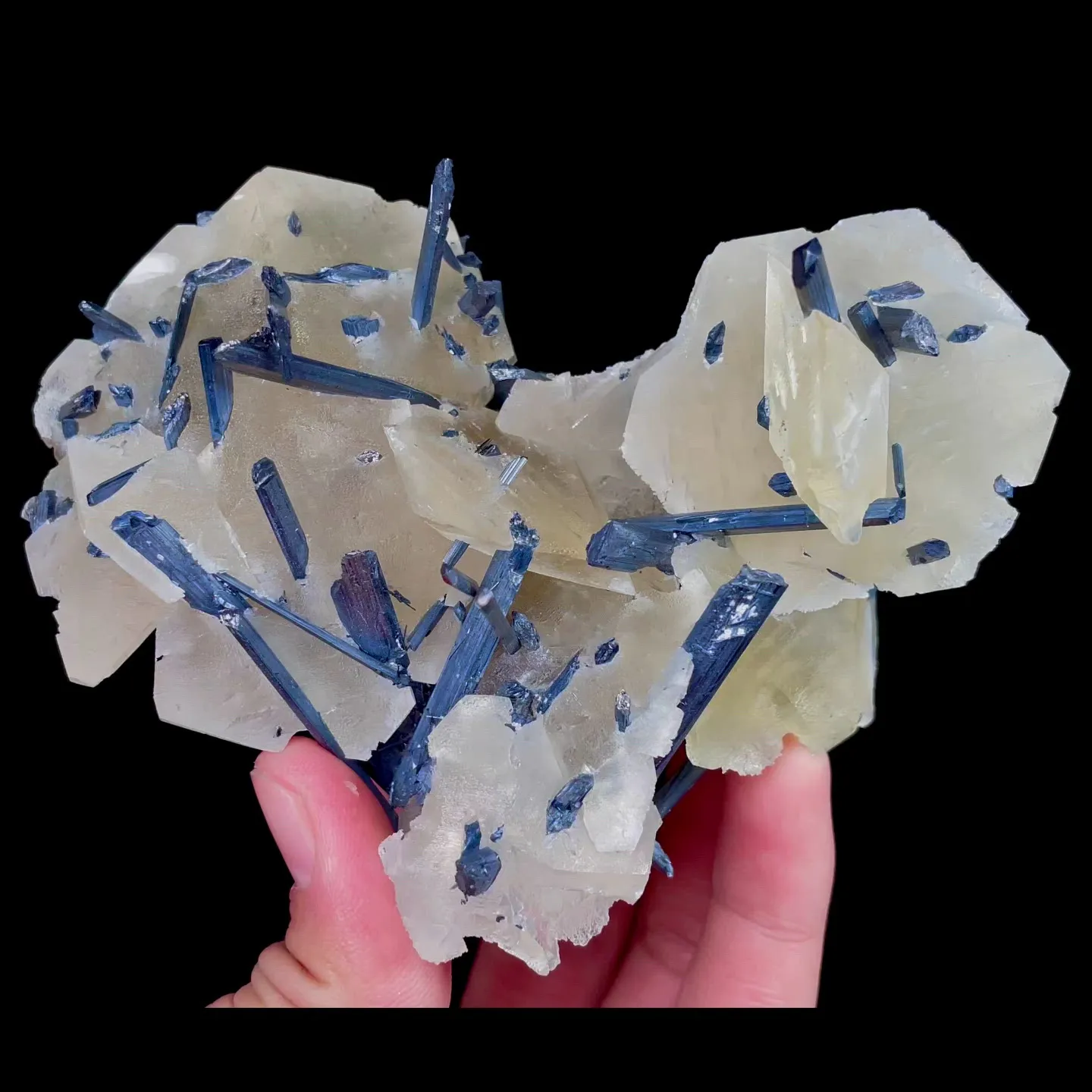 specimen video