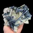 specimen video