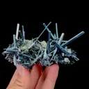 specimen video