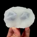 specimen video
