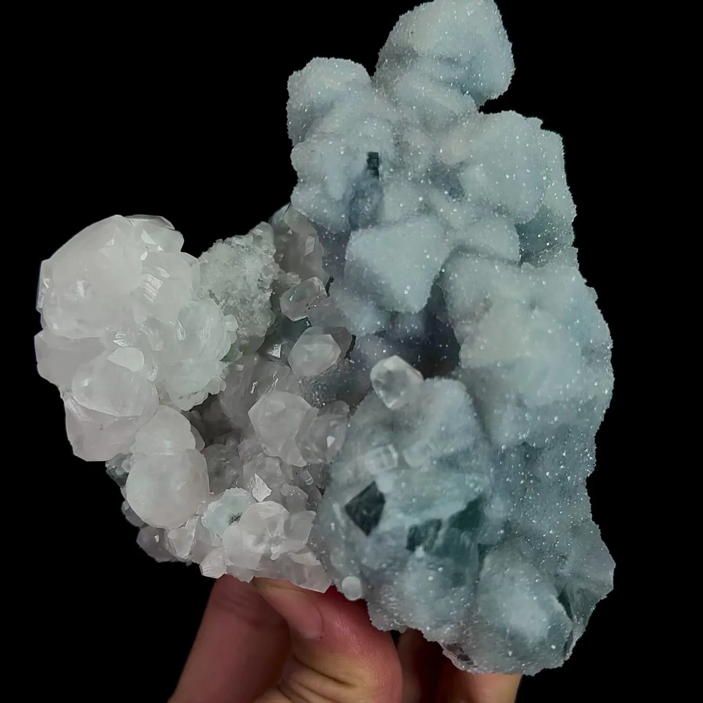specimen video