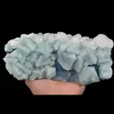 specimen video