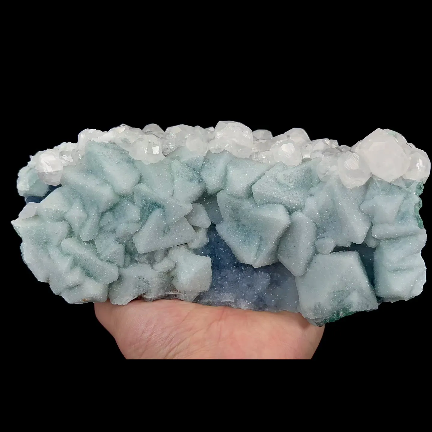 specimen video