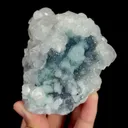 specimen video