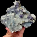 specimen video