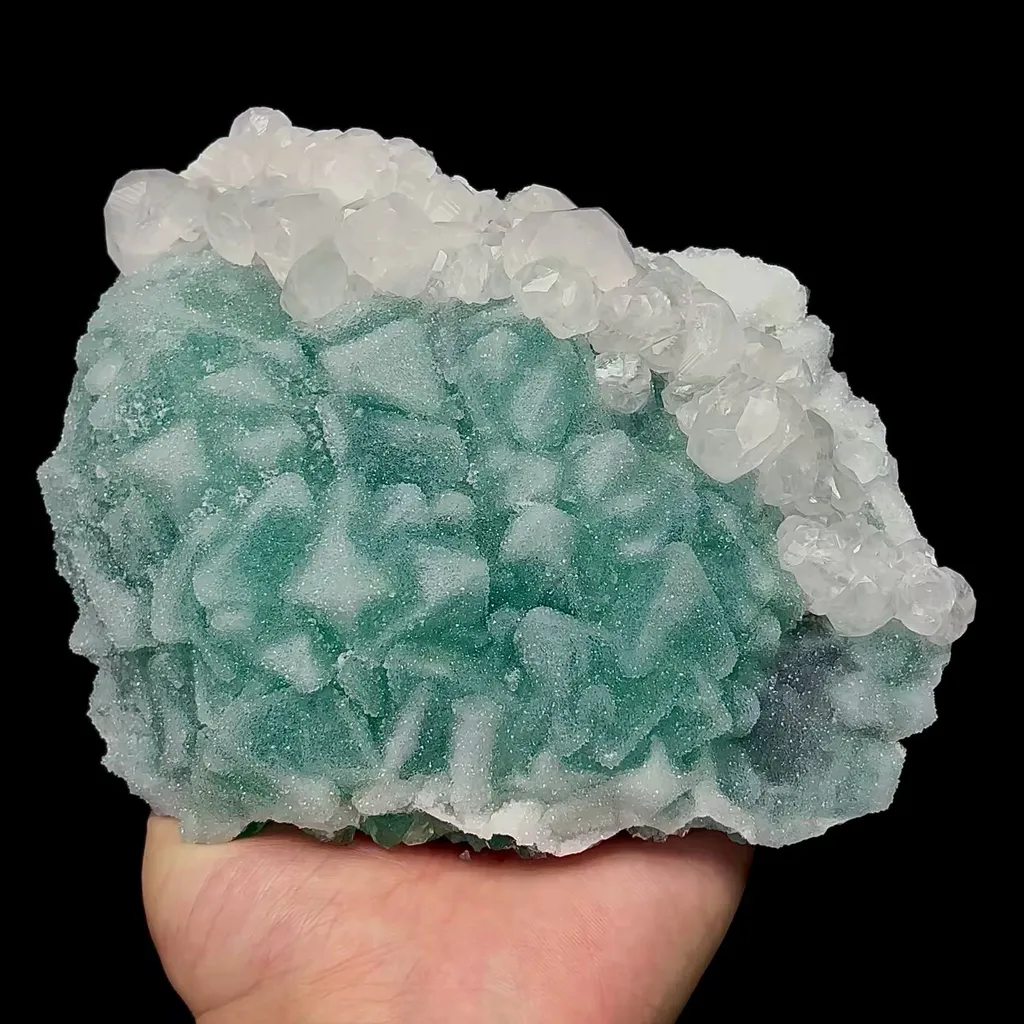 specimen video