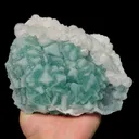 specimen video