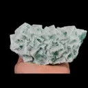 specimen video