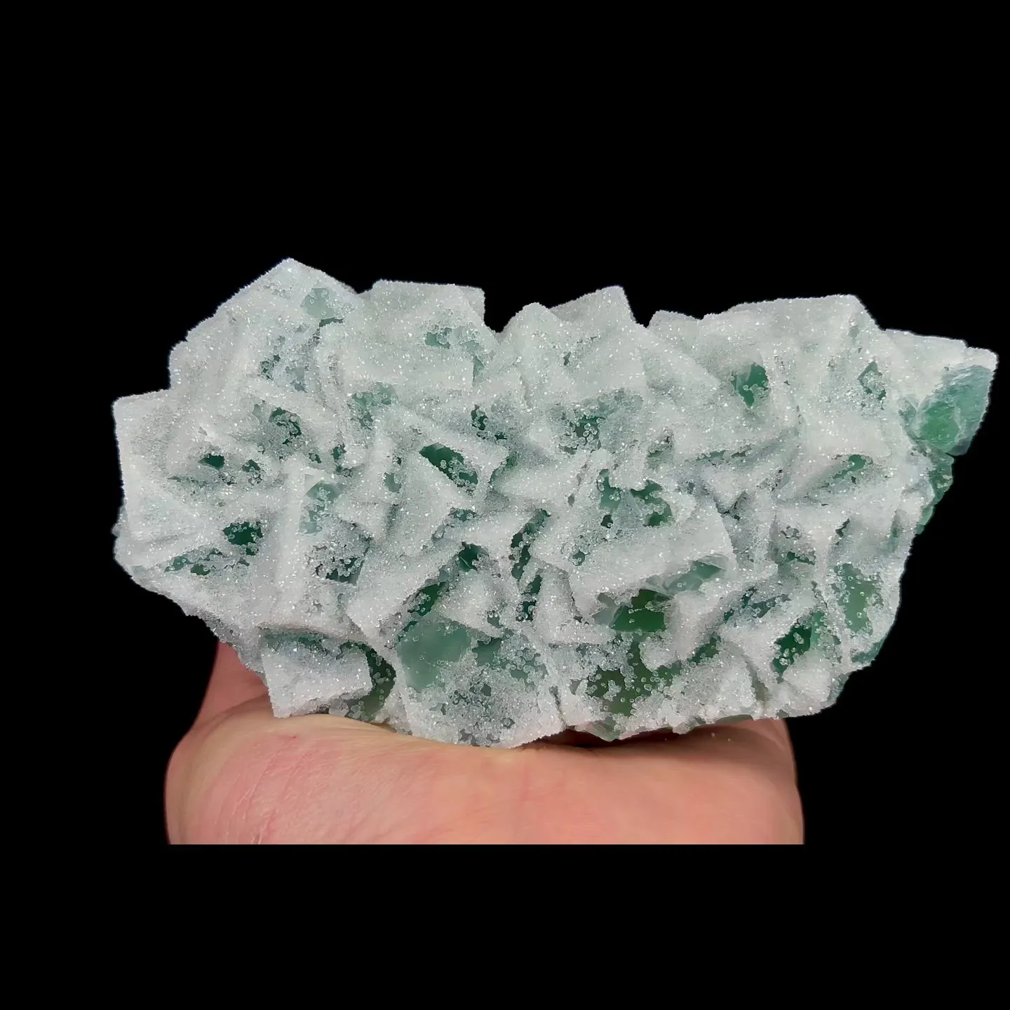 specimen video