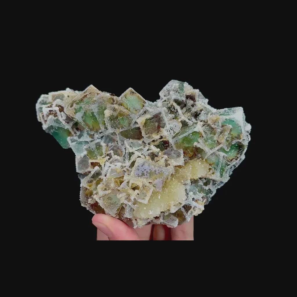 specimen video