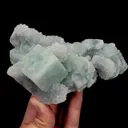 specimen video