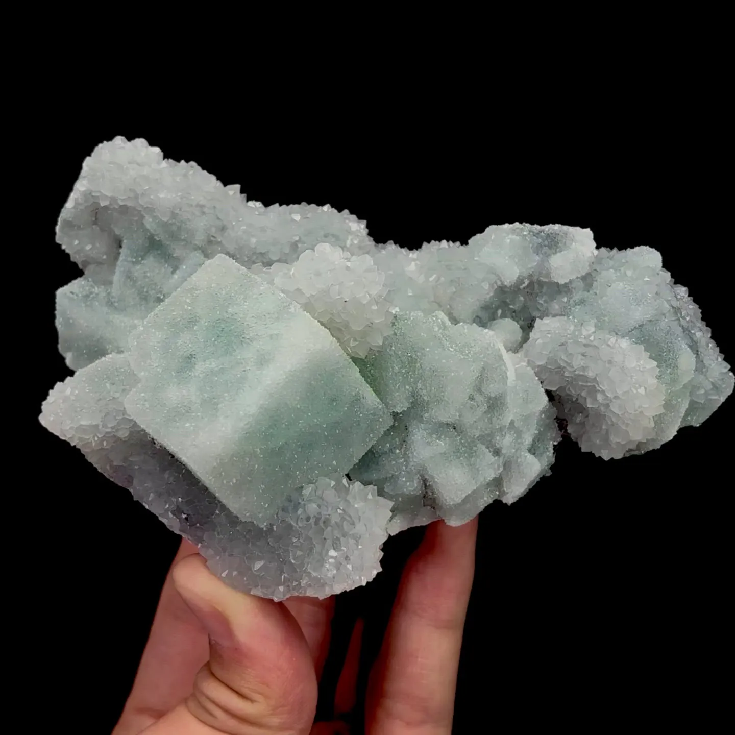 specimen video