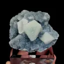 specimen video