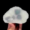 specimen video