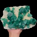 specimen video
