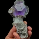 specimen video