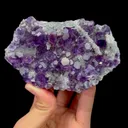 specimen video