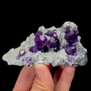 specimen video