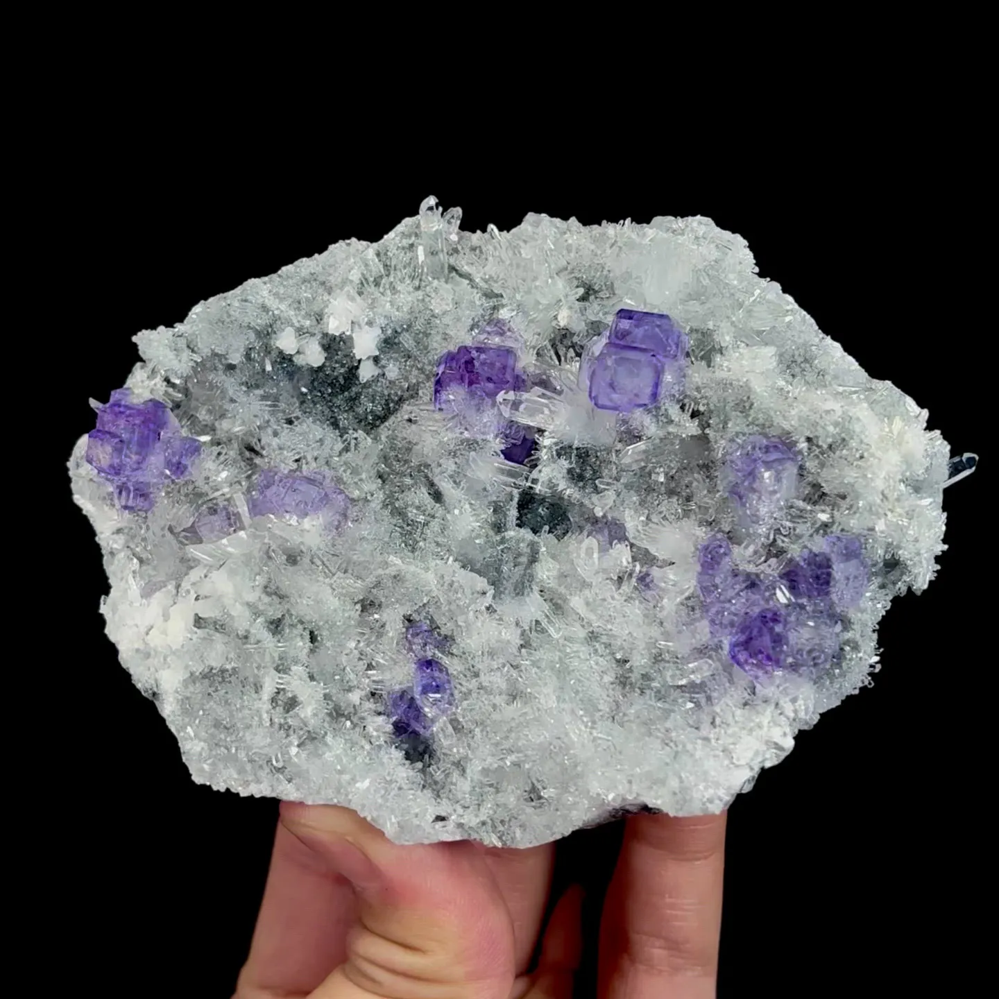 specimen video