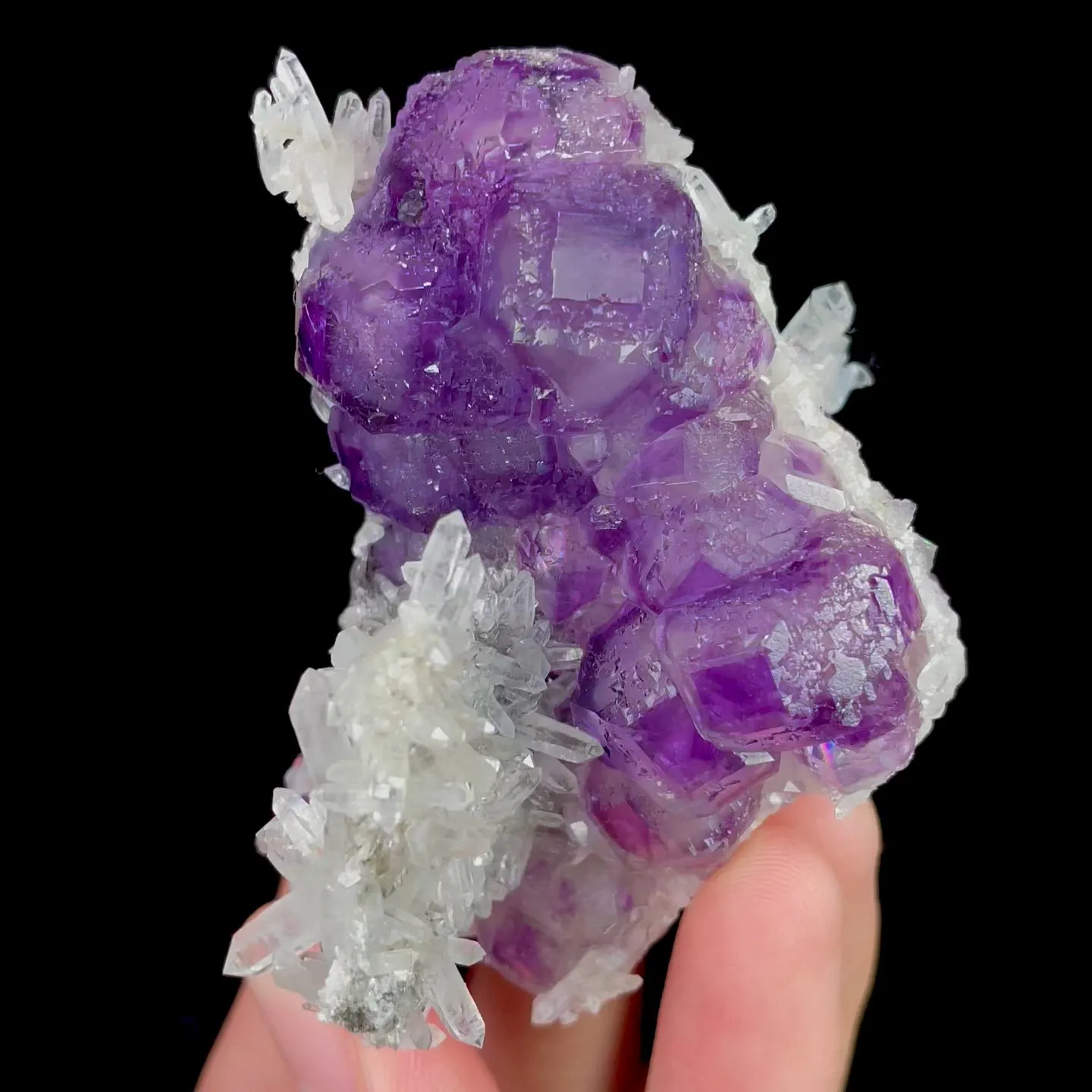 specimen video