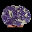 specimen video