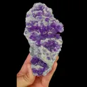 specimen video
