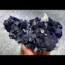 specimen video