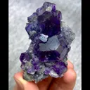 specimen video