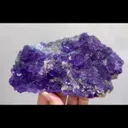 specimen video