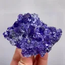 specimen video