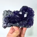 specimen video