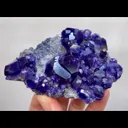 specimen video