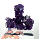 specimen video