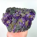 specimen video