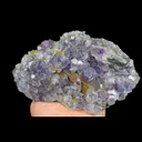 specimen video