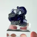 specimen video